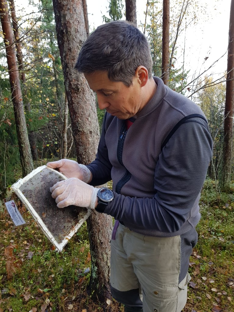 Examining litterbags