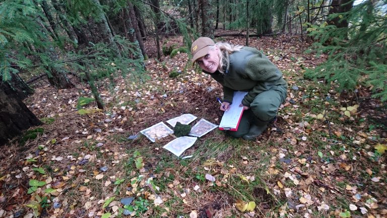 Placing litterbags in Gruveåsen