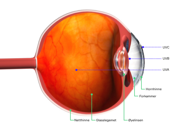 Grafisk tverrsnitt av øye som viser netthinne, glasslegemet, øyelinsen, forkammer og hornhinne. Den viser at UVC-stråler når til hornhinnen, UVB-stråler når øyelinsen, mens UVA-stråler når helt inn til glasslegemet,